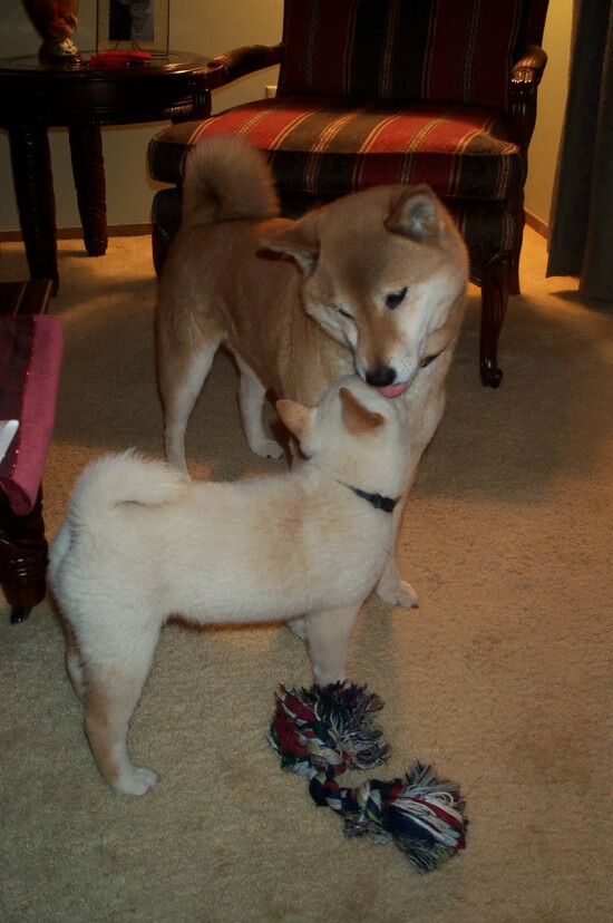 国际乒联公布最新排名，中国队稳居榜首，国际乒联公布最新排名,中国队稳居榜首