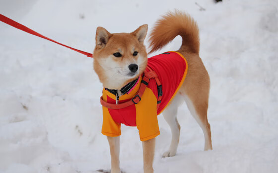 基层足球场地不足制约发展速度，足球场地建设情况汇报材料