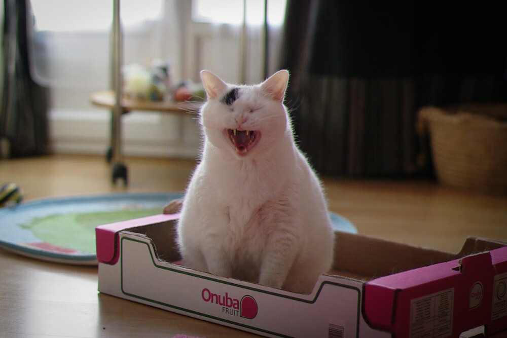 花滑名将金博洋复出首战即夺金，金博洋 花滑