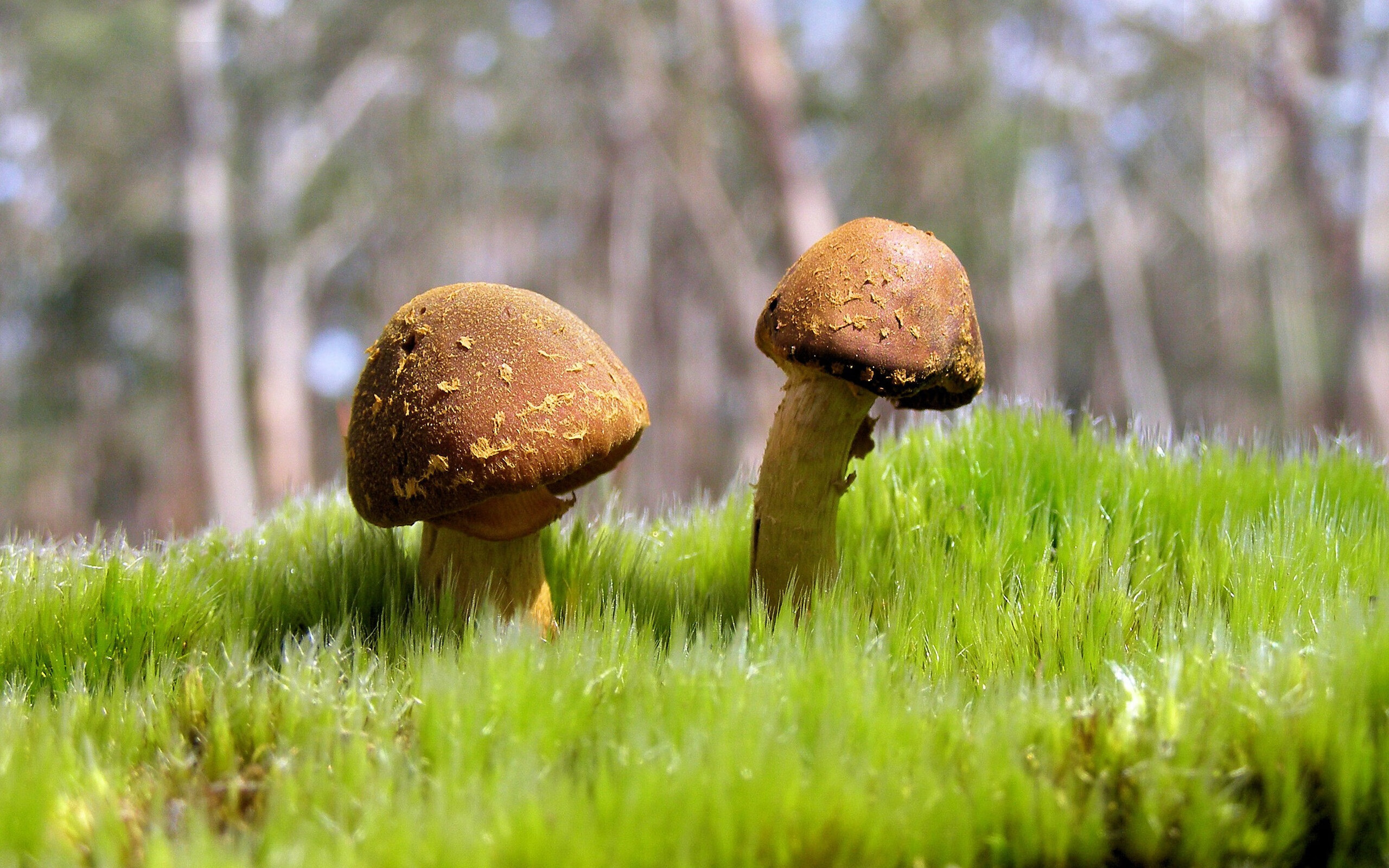 西班牙男子队整体体能储备充足，西班牙男子国家队