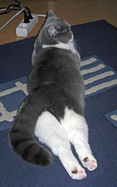 开云体育链接-德甲攻防激战：节奏快、精彩无限！，德甲战术