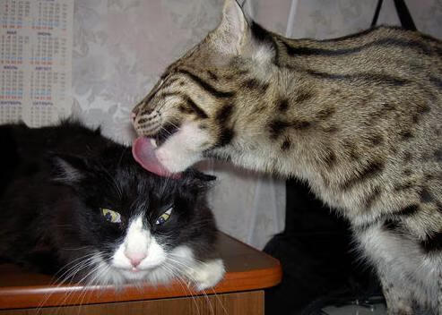 森林狼助教在训练中亲自示范战术跑位，森林狼训练营