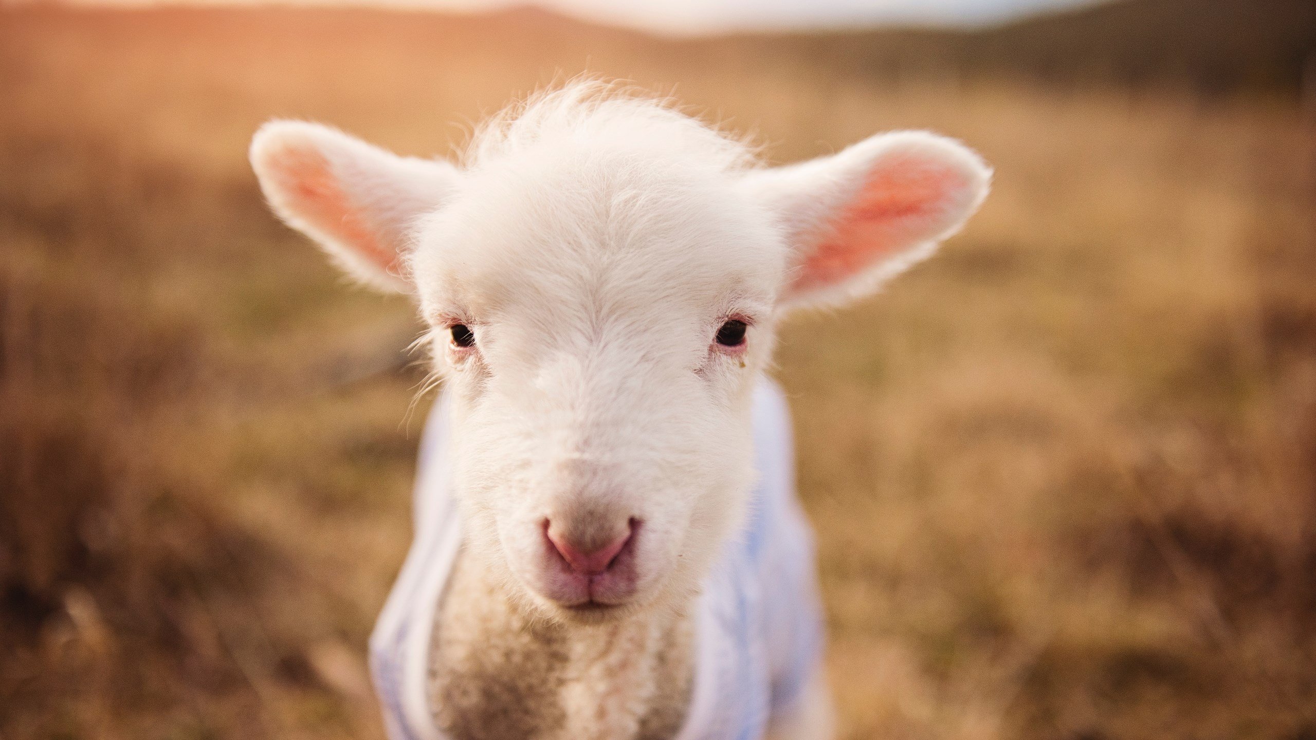 跳水赛场韩国展现高难动作实力，韩国跳水队0分